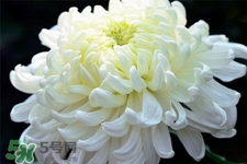 扫墓用什么颜色的菊花,菊花是扫墓用的吧?