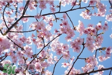 清明节可以说节日快乐吗?,清明节可以说节日快乐吗??300百字