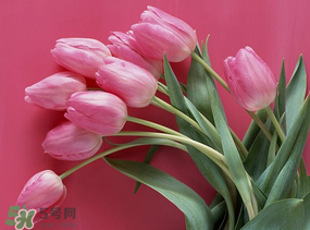 春天可以种郁金香吗?,郁金香春天种植可以吗