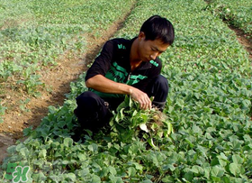 春天能种油菜吗,春天可以种油菜吗