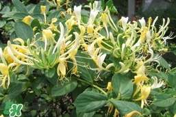 金银花介绍,金银花图片