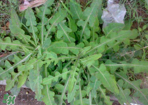 吃什么野菜降血压效果最好,降血压的野菜