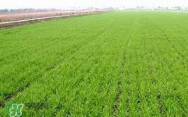 春天能种小麦吗?,冬小麦可以春天种吗