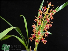 特别的兰花品种,特别的兰花作文