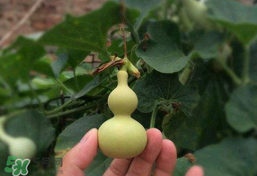 春天什么时候种葫芦,种南瓜,种葫芦的季节什么时间种