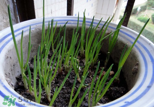 春天可以种葱吗?,冬天可不可以种葱