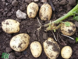 春天什么时候种土豆合适,春天什么时候种土豆好