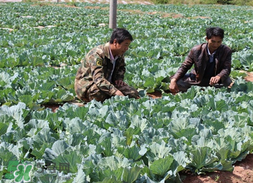 春天甘蓝什么时候播种,甘蓝冬天可以种植吗