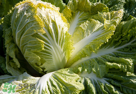 春天可以种白菜吗,白菜冬天可以种吗