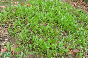 春天能种菠菜吗,春天可以种菠菜吗