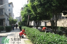 植树节种什么树合适,植树节是种树还是栽树 植树节种什么树合适,植树节是种树还是栽树