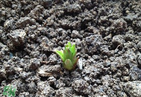 春天能种百合吗,冬天可以种百合吗