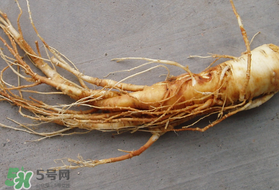 春天可以吃人参吗?,立春后能吃人参吗 春天可以吃人参吗?,立春后能吃人参吗