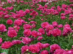 春天能种芍药吗?,冬天能种芍药吗 春天能种芍药吗?,冬天能种芍药吗