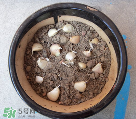 冬天大蒜发芽了怎么种,冬天种大蒜会发芽吗