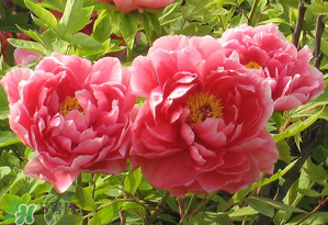 冬天开花的牡丹怎么养,牡丹怎样养