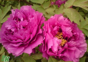 春天能种牡丹吗?,牡丹春天能栽活吗