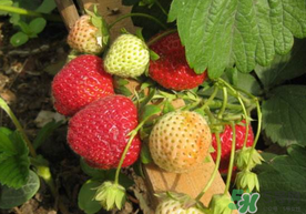 春天能种草莓吗?,冬天能不能种草莓