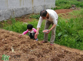 三月份可以种花生吗?,三月份种花生什么时候可以收