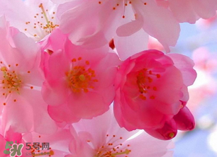 四月份还有樱花吗?,四月的樱花