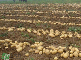 三月份可以种土豆吗?,几月份可以种土豆