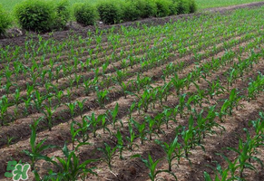 三月份可以种玉米吗,几月份可以种玉米 三月份可以种玉米吗,几月份可以种玉米