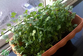 三月份可以种香菜吗?,一月份可以种香菜吗