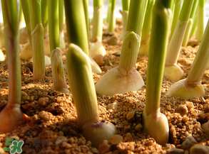3月份可以种大蒜吗?,这个季节还能种蒜吗? 3月份可以种大蒜吗?,这个季节还能种蒜吗?