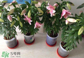 百合花几月种植,百合花适合什么时候种