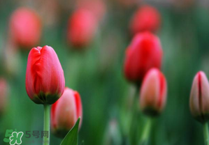 郁金香2月份还能种吗,郁金香一月份可以种吗