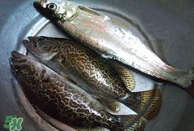 3月份可以钓翘嘴吗,钓翘嘴季节