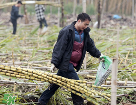 三月份能吃甘蔗吗,几月份不能吃甘蔗