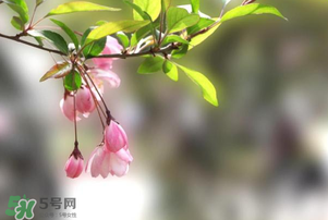 春天开的花有什么花?,春天开着什么花 春天开的花有什么花?,春天开着什么花