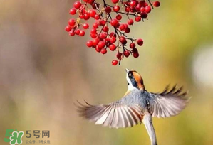 惊蛰过后还会冷吗?,惊蛰以后还有冷天吗 惊蛰过后还会冷吗?,惊蛰以后还有冷天吗