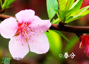 春分是哪一天?,2022年春分是哪一天