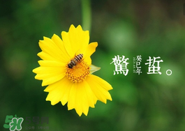 惊蛰前后种什么蔬菜,惊蛰前后种什么农作物