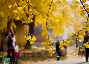 惊蛰能回娘家吗