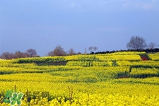 油菜花什么时候开花,油菜花什么时候开的