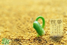 惊蛰打小人最简单做法,惊蛰那天出生的人好吗 惊蛰打小人最简单做法,惊蛰那天出生的人好吗