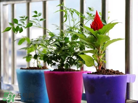 3月份适合种什么花种子,3月份适合种什么花草