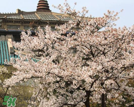 武大看樱花要门票吗,武大樱花门票多少钱一张