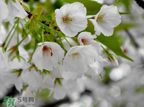 武大樱花简介,武大樱花简介英语