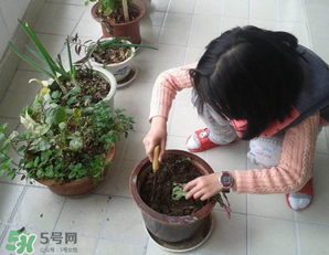 春天家里适合养什么花图片,春天在家里适合养什么花?