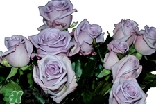 玫瑰花平时卖多少钱一支,玫瑰花去哪里买比较好