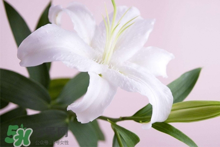 百合花多久浇一次水为好,百合花多久浇一次水合适