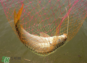 春天钓鲤鱼用什么饵料最好,春天钓鲤鱼用什么饵料最好黑坑 春天钓鲤鱼用什么饵料最好,春天钓鲤鱼用什么饵料最好黑坑