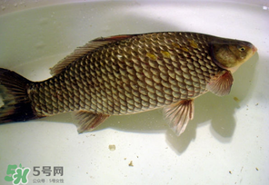 春天钓鲫鱼用什么饵料最好,春天钓鲫鱼用什么饵料最好细的饵料