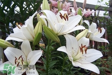 百合花怎么养 盆栽,百合花怎样养 百合花怎么养 盆栽,百合花怎样养