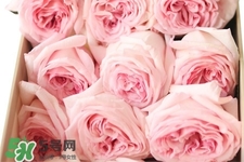 鲜花怎么养护会活得长一点,家里适合买什么鲜花