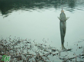 初春适合钓鱼吗,初春好钓鱼吗